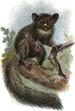 Image of aye aye