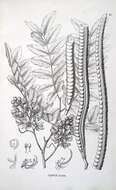 Image de Cassia leiandra Benth.