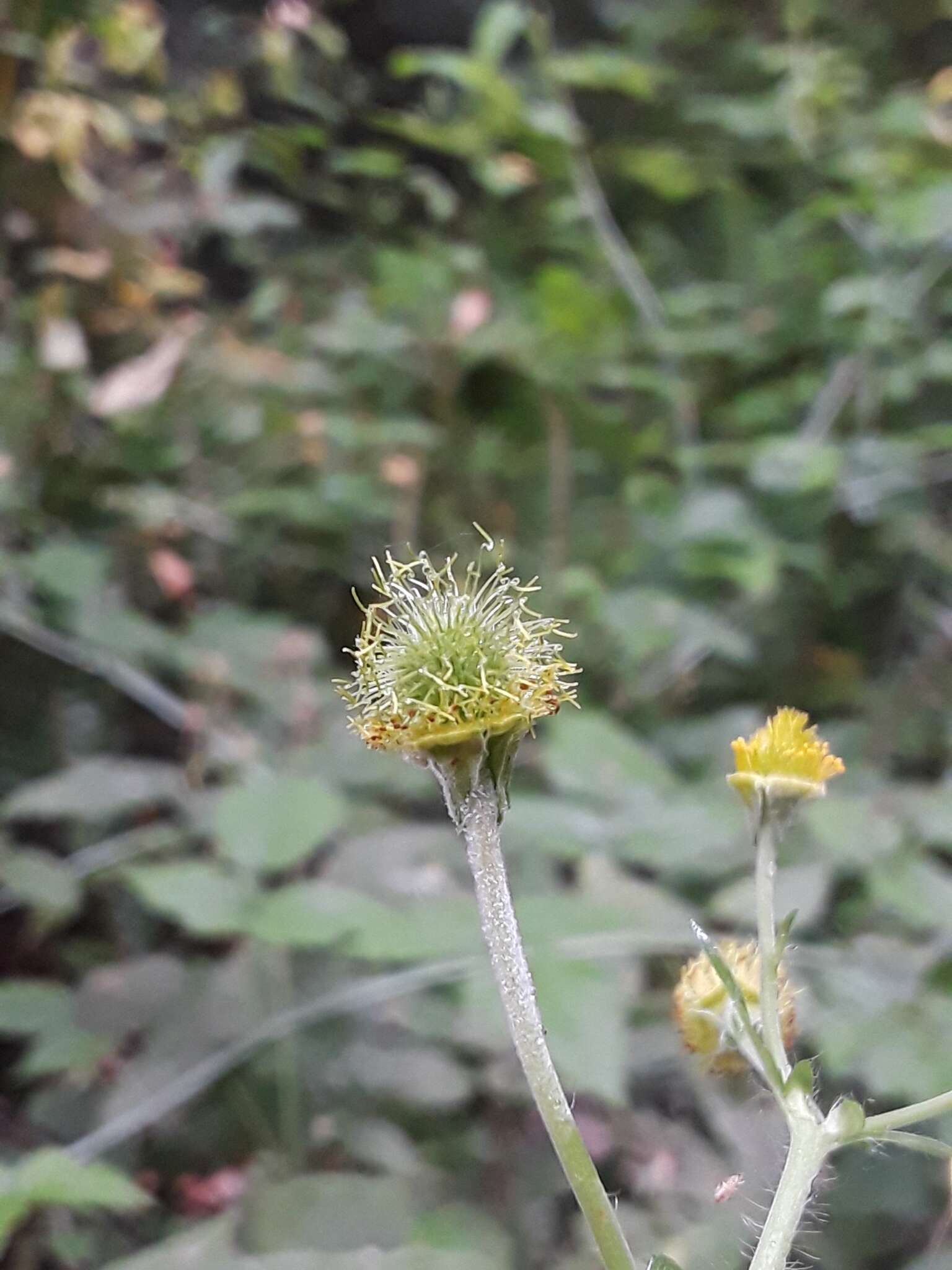 Image de Geum macrophyllum var. macrophyllum