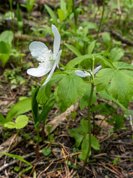 Image of Piper's Windflower