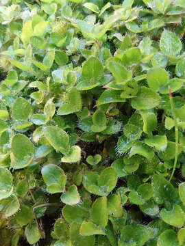 Image of Leptostigma setulosum (Hook. fil.) Fosberg