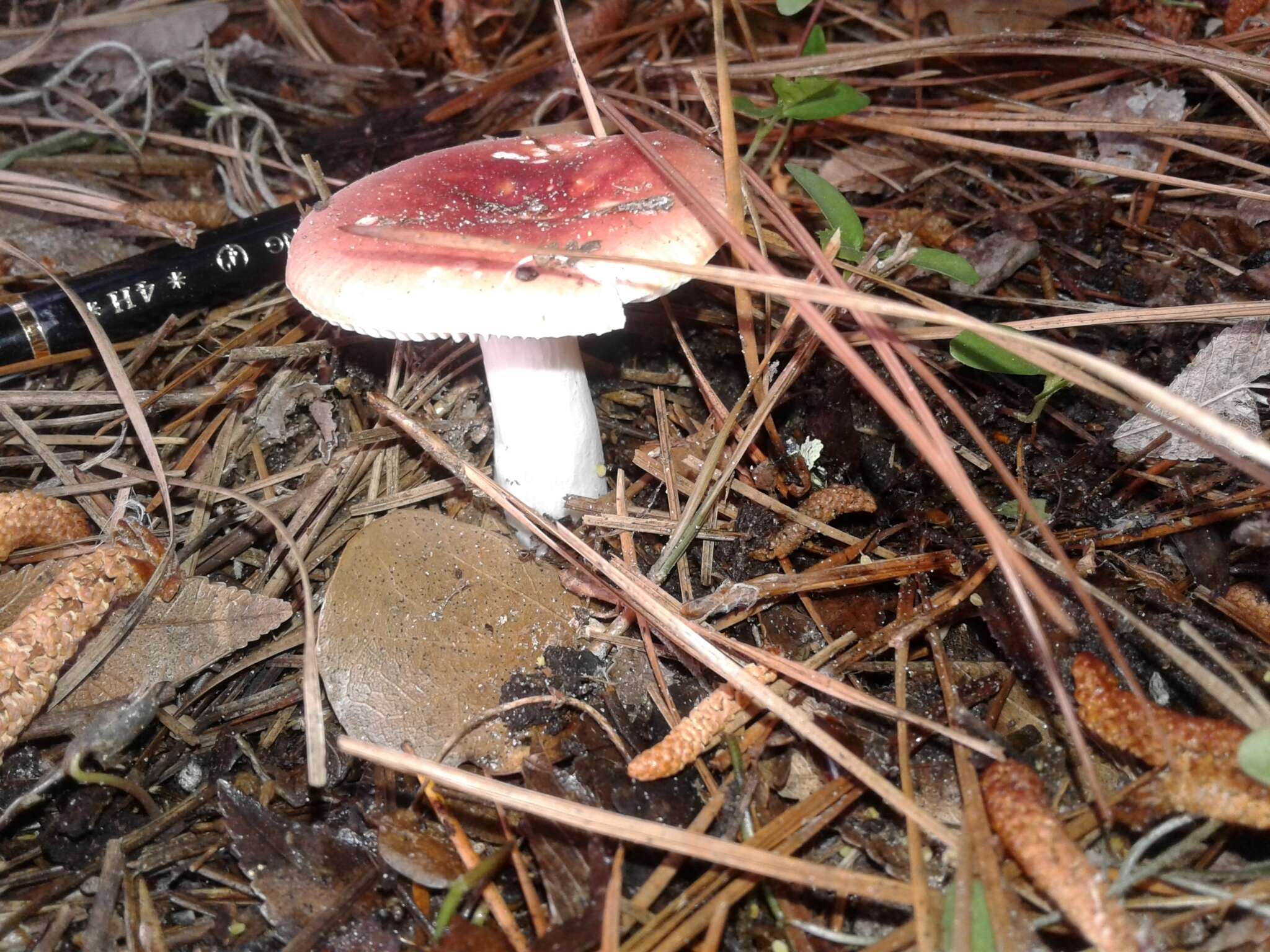 Image of Russula emetica (Schaeff.) Pers. 1796