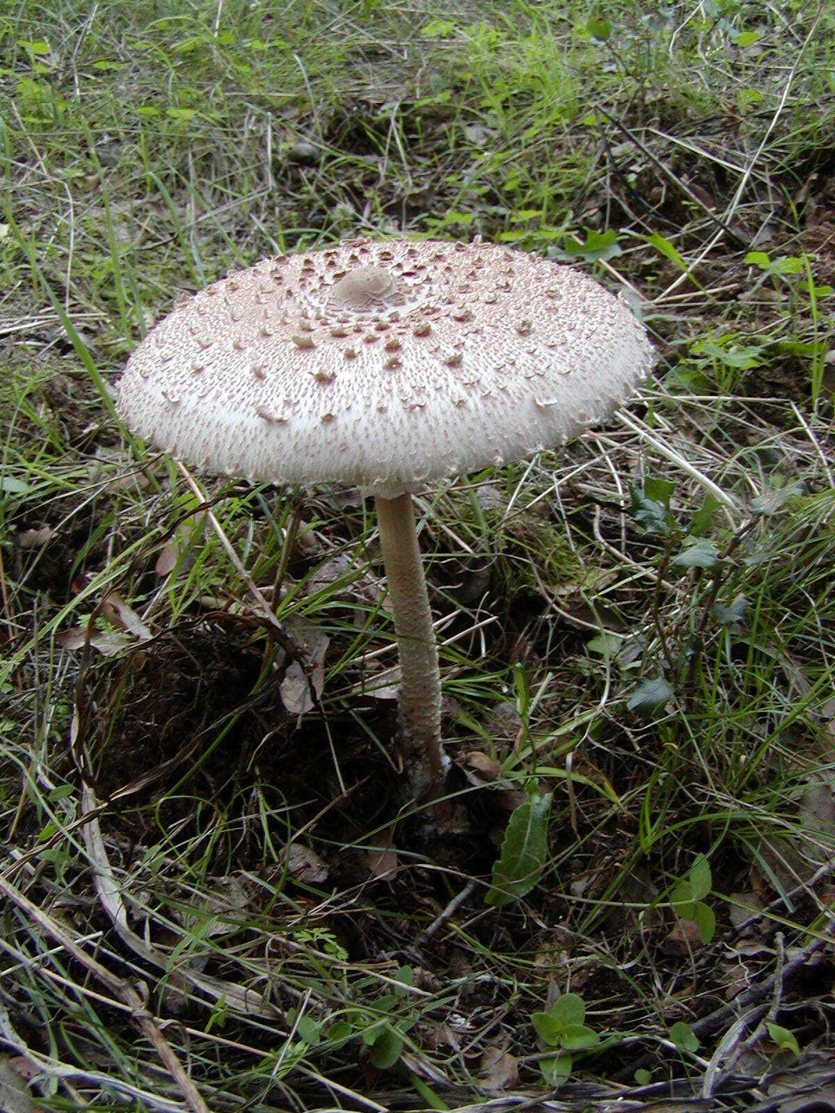 Image of Macrolepiota procera (Scop.) Singer 1948