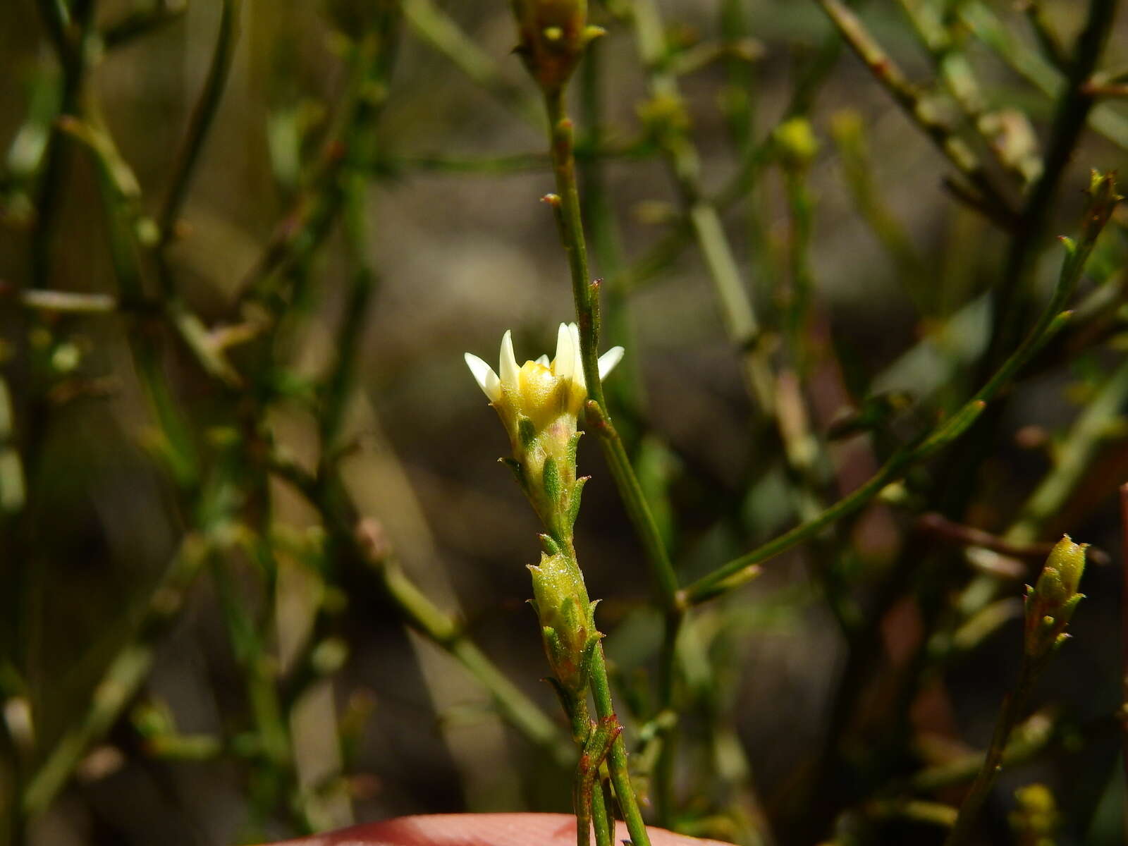 Image of Gutierrezia gilliesii Griseb.