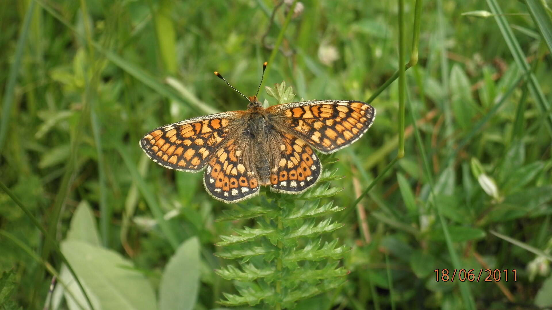 Image of Euphydryas aurinia