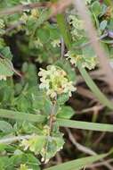 Image of Pimelea spinescens subsp. spinescens