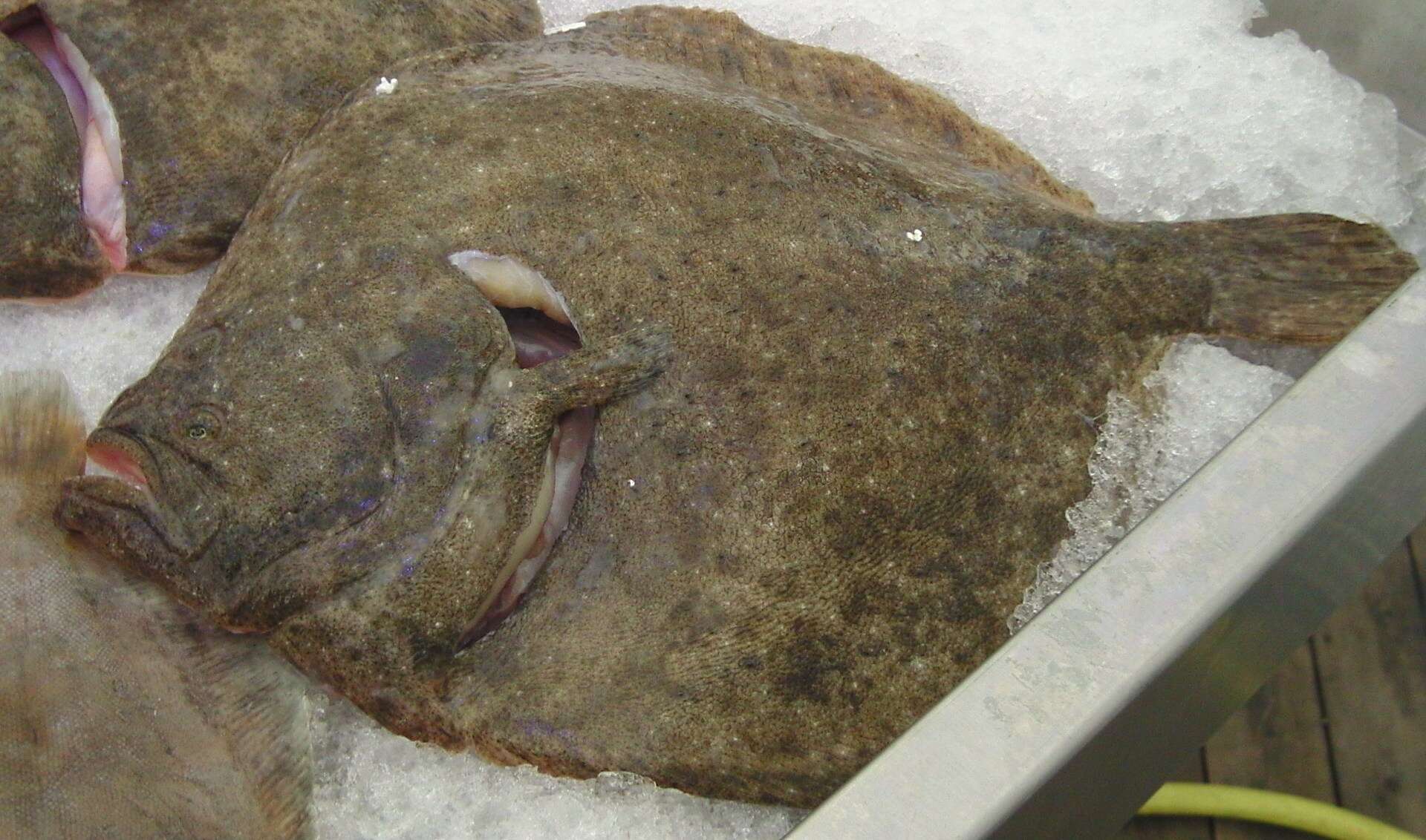 Image of turbot