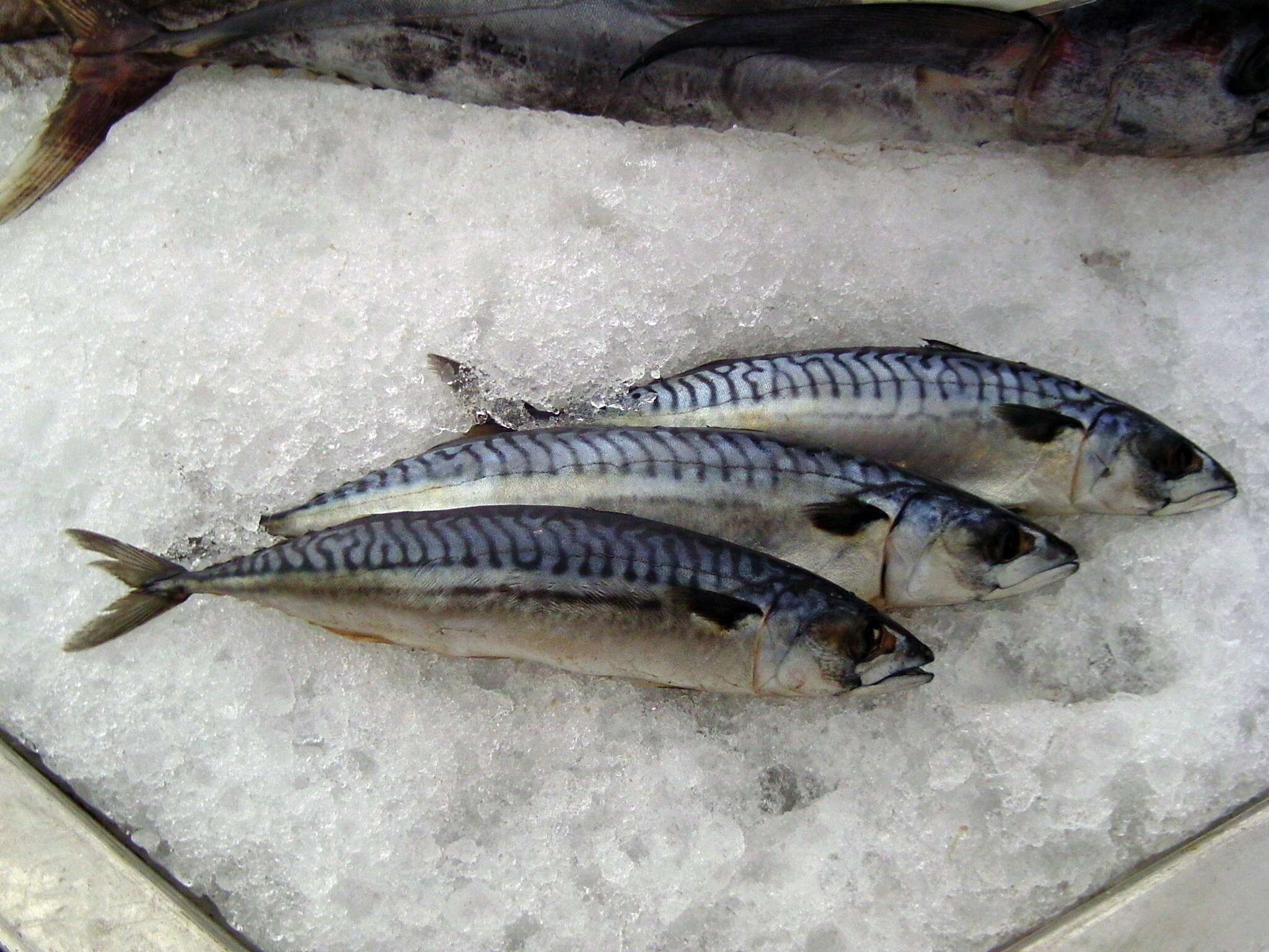 Image of Atlantic Mackerel