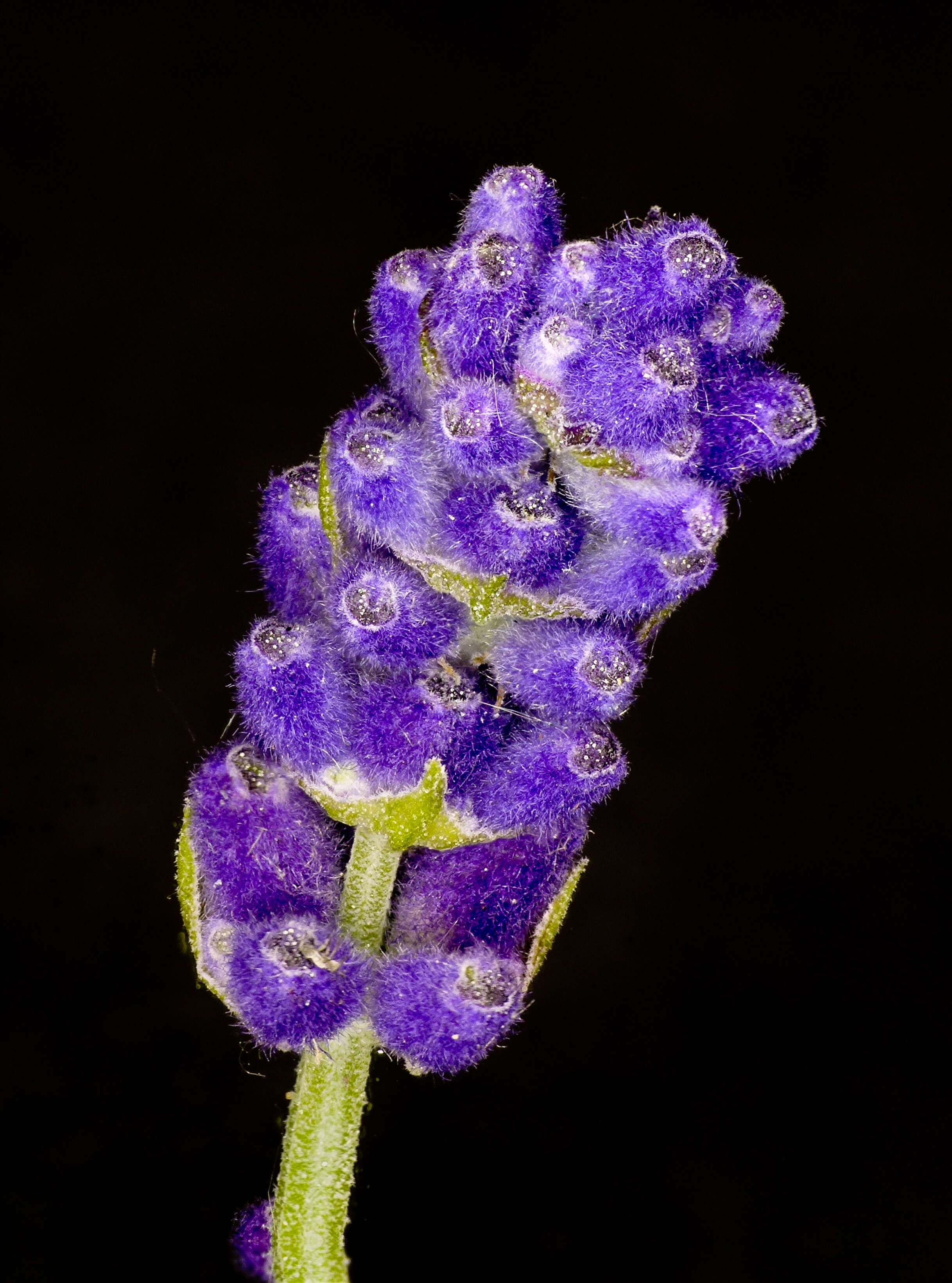 Image of English Lavendar