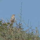 Image of Pale Rockfinch