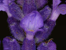 Image of English Lavendar