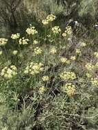 Image of parsnipflower buckwheat