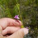 Image de Agalinis paupercula var. borealis Pennell