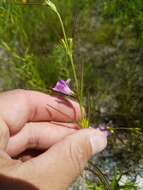 Image of smallflower false foxglove