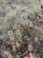 Image de Protea burchellii Stapf