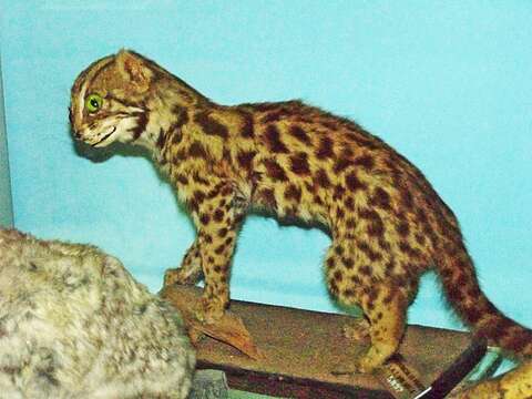 Image of Leopard Cat