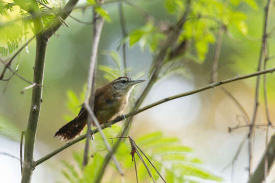 Image of Long-billed Wren