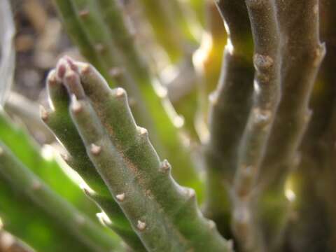 صورة <i>Stapelia <i>hirsuta</i></i> var. hirsuta