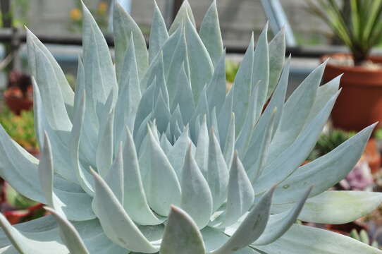 Image of Dudleya brittonii Johansen