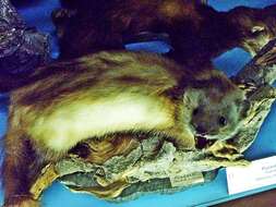 Image of western polecat, polecat