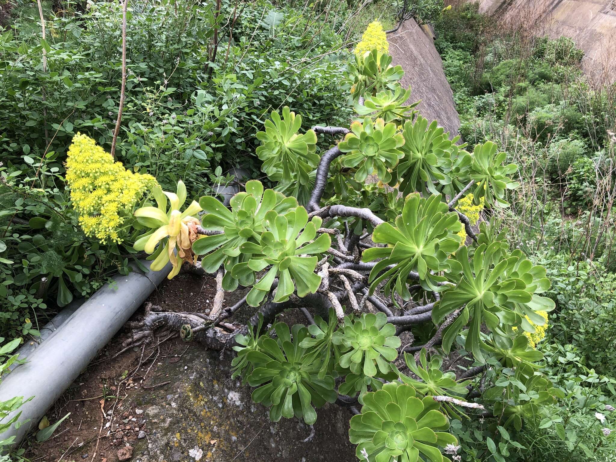 Image of Aeonium arboreum subsp. holochrysum (H. Y. Liu) Bañares