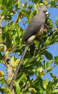 Image of White-backed Mousebird