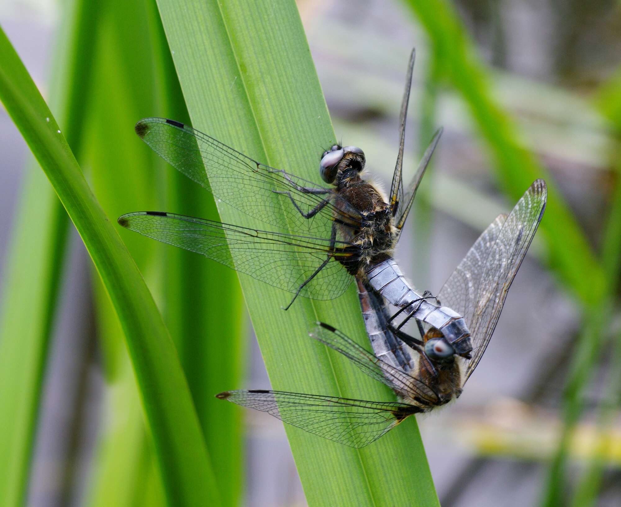 Image of Blue Chaser