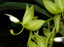 Image of Cycnoches ventricosum Bateman