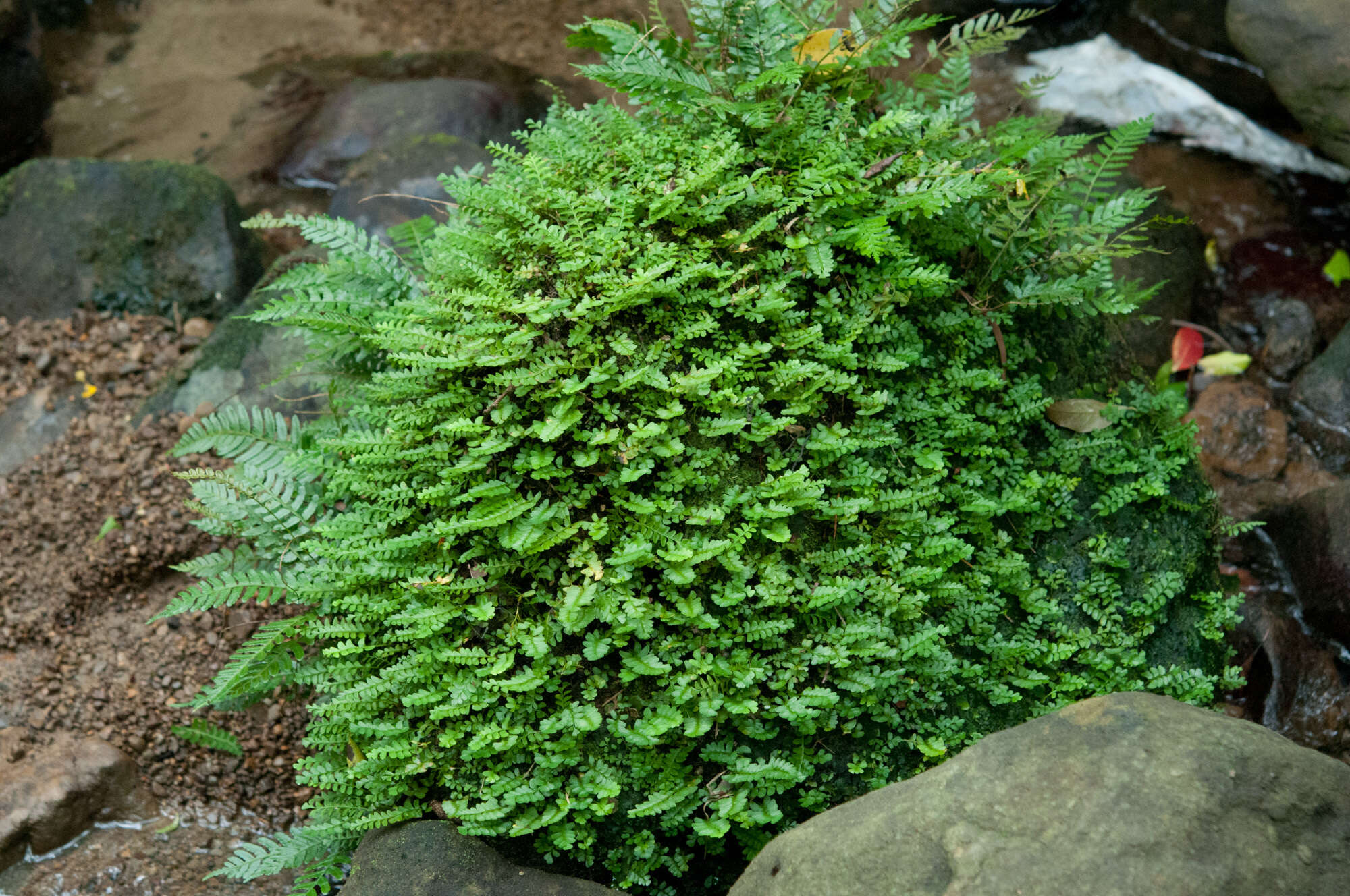 Image of Osmolindsaea japonica (Bak.) Lehtonen & Christenh.