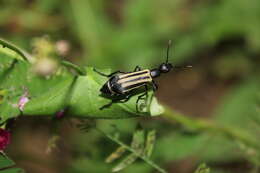 Image of Epicauta (Macrobasis) niveolineata (Haag-Rutenberg 1880)