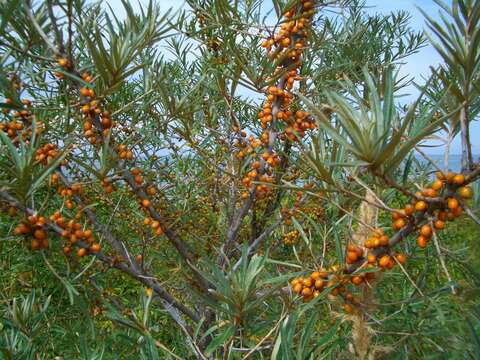 Image of Sea-buckthorn