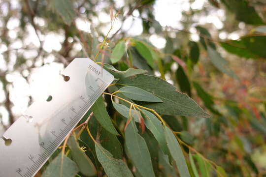 Image of broadleaf peppermint gum