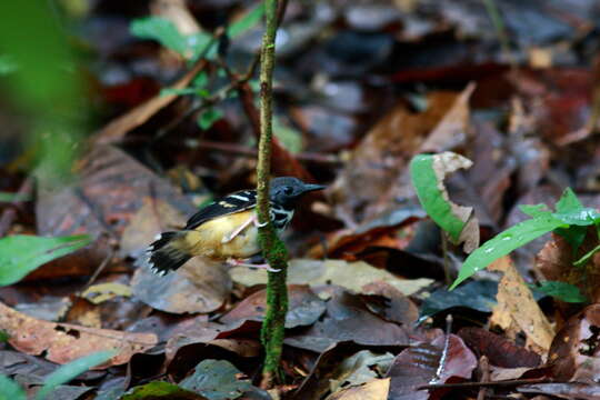 Image of Spot-backed Antbird