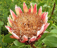 Imagem de Protea cynaroides (L.) L.