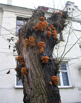 Plancia ëd Flammulina velutipes (Curtis) Singer 1951