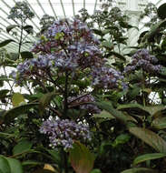 Sivun Hydrangea febrifuga (Lour.) Y. De Smet & Granados kuva