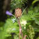 صورة Ananas comosus var. microstachys (Mez) L. B. Sm.