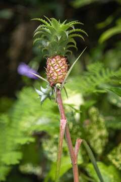 Plancia ëd Ananas comosus var. microstachys (Mez) L. B. Sm.