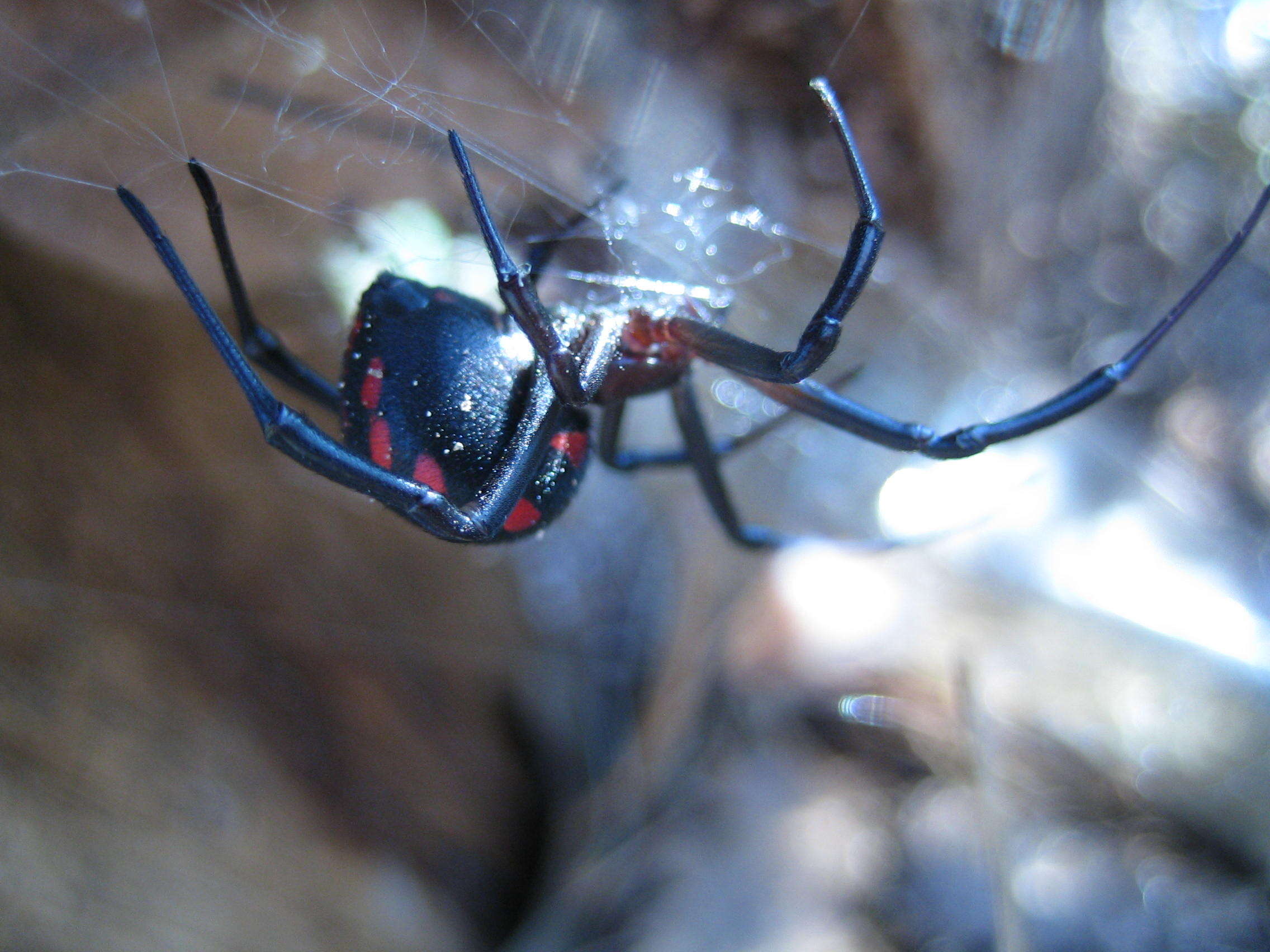 Image of Latrodectus tredecimguttatus (Rossi 1790)