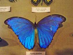 Imagem de Morpho menelaus Linnaeus 1758