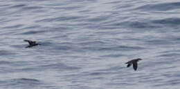 Image of Craveri's Murrelet