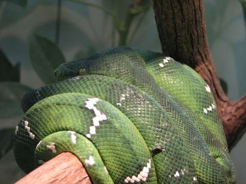 Image of Emerald Tree Boa