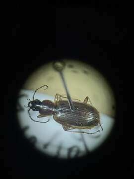 Image of Agonum (Europhilus) lutulentum (Le Conte 1854)