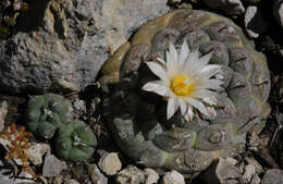 Image de Turbinicarpus schmiedickeanus subsp. jauernigii (G. Frank) D. R. Hunt