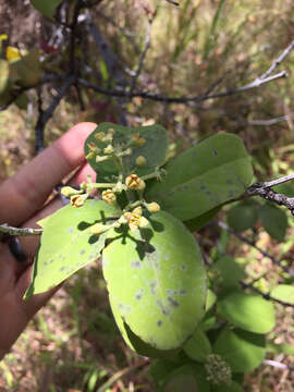 Image of mountain sandalwood