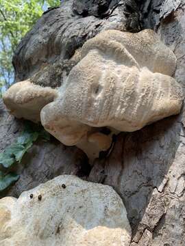 Image of Perenniporia fraxinophila (Peck) Ryvarden 1972