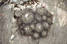 Image of Turbinicarpus viereckii (Werderm.) V. John & Ríha