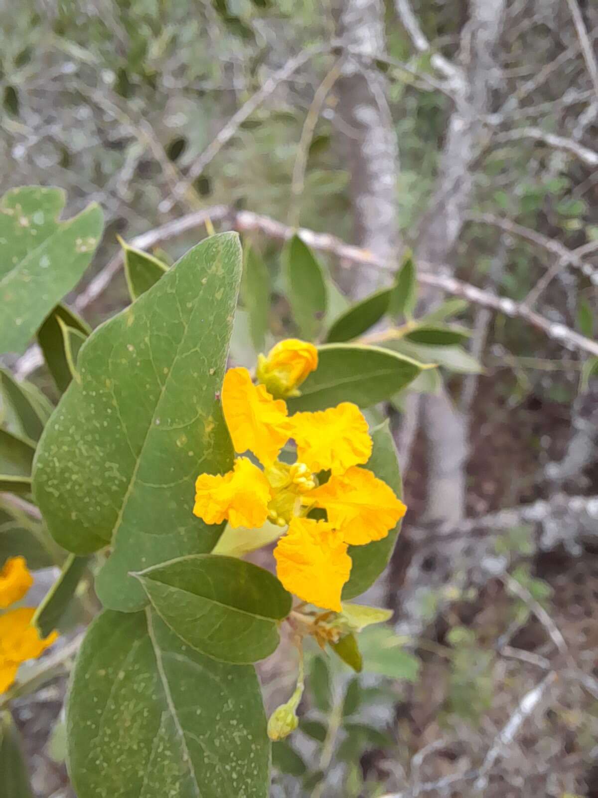 Image of Aspicarpa sericea Griseb.