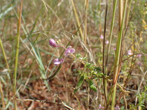 Image of Sieruela rubella (Burch.) Roalson & J. C. Hall