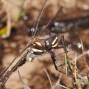 Image of Archipetalia auriculata Tillyard 1917